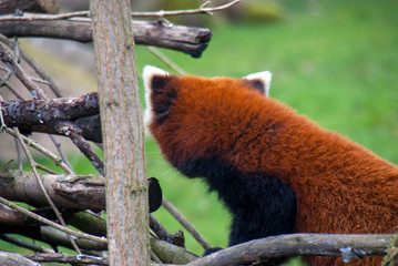 Red panda (or firefox) turning its back on the camera and looking the other way showing the red fur on its back