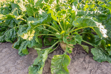 Sugar beet root grows partially above the ground