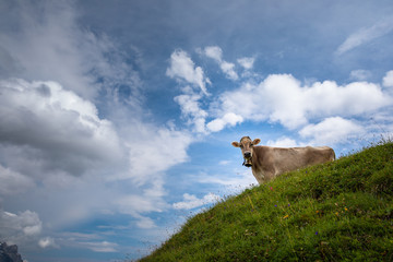 Brown mountain cows grazing on an alpine pasture in the Bernese Alps in summer. Grindelwald, Jungfrau region, Bernese Oberland, Switzerland