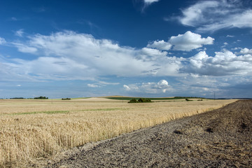 Line of grain field next to a plowed field, white clouds in the sky