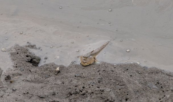 Schlammspringer Mudskipper Grundel