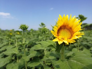 Girasole appena sbocciato