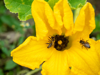 Flower of zucchini with bees. Pollination of flowers. Growing zucchini on a vegetable garden.