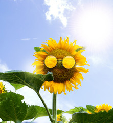 Sun flower wearing sunglasses against blue sky.