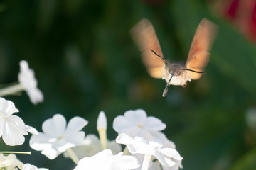 Macroglossum stellatarum, Hummingbird hawk-moth hovering over a flower