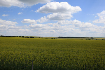 Beautiful landscape of agricultural fields of Russia. Rapeseed field in summer, Blooming canola flowers. Bright Yellow rapeseed oil. Flowering rapeseed.