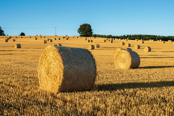 Plakat Hay bales on the field after harvest. Agricultural field. Hay bales in golden field landscape.