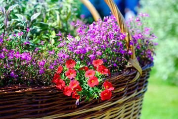 Beautiful flowers in the open air. Designer wicker basket