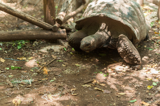 Giant Seychelles turtle in the Park on the island of Prizon, Zanzibar, Tanzania