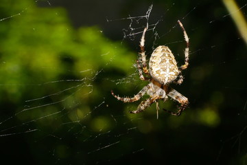 Macro spider Araneus diadematus sitting in a cobweb near a tree in the foothills of the Caucasus