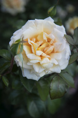 The beautiful blossoming rose