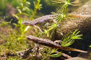 Common newt or smooth newt, Lissotriton vulgaris, freshwater amphibian in breeding water form, males facing each other biotope aquarium, fauna photo