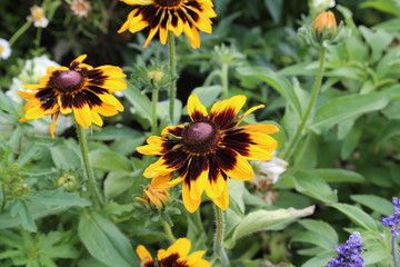 Beautiful yellow flowers in the garden / Echinacea