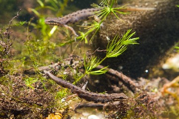 Common newt or smooth newt, Lissotriton vulgaris, freshwater amphibian in breeding water form,...