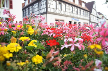 Blumen, Natur, Gebäude