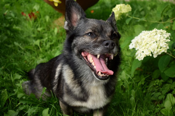 Happy mixed breed dog is sitting in the grass in a garden