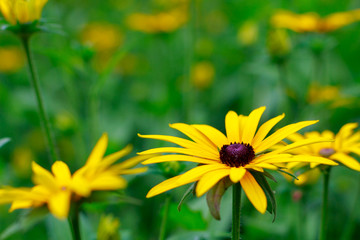Spectacular and beautiful flowers in the Botanical Garden of Gijón on August 1, 2018