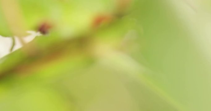 Maco shot of leaves with signs of wilting