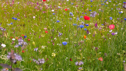 wild flower meadow © Tim