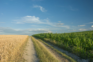 Fototapeta na wymiar Road and corn field, horizon and white clouds in the blue sky