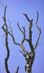 Dry tree branches in the sky