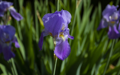 Colorful irises in the garden, perennial garden. Gardening. Bearded iris 