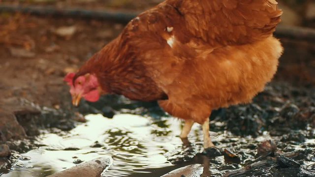 free range chicken searching in mud