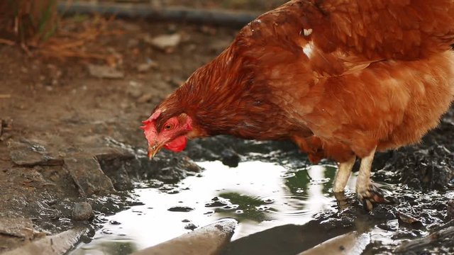 Chicken feeding in mud