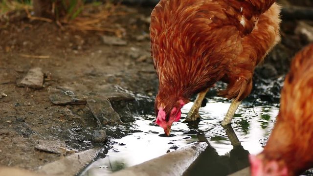 Chicken searching organic food in mud