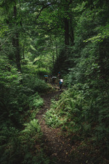  a group of tourists with backpacks sneaks through the thick of the forest