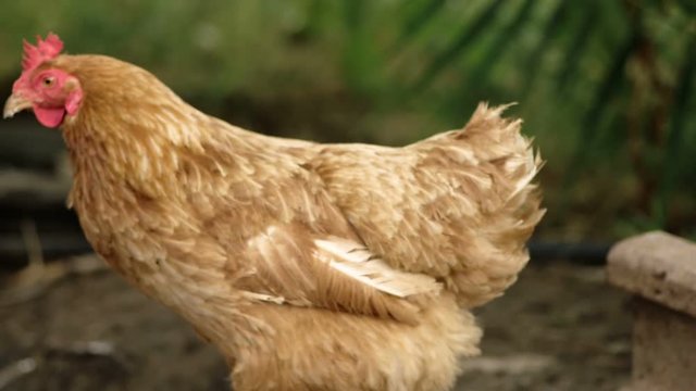 light Brown Chicken Go Out Of Focus In Slomo