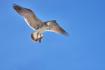 Fototapeta premium Albatross spreading his wings flies against the blue sky