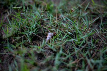 shell crab on the grass
