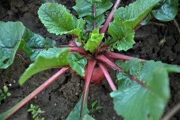 Winter radish grows in the soil