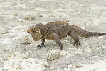 Large scaly Iguana close-up against a background of sand