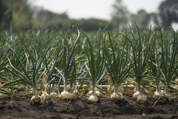 The onion is grown on the soil in the plots. Productivity of Thai farmers.
