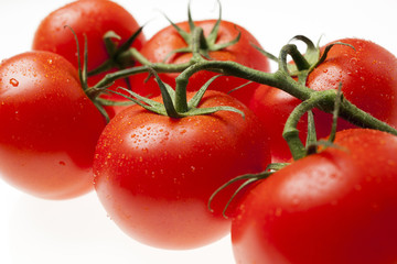 Red tomatoes on the vine with water droplets  isolated on white background