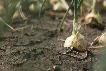 The onion is grown on the soil in the plots. Productivity of Thai farmers.