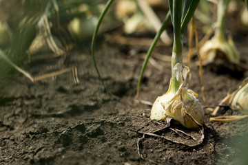 The onion is grown on the soil in the plots. Productivity of Thai farmers.