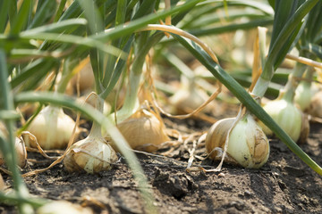 The onion is grown on the soil in the plots. Productivity of Thai farmers.