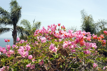 Obraz premium A view of a garden with pink flowers and plants