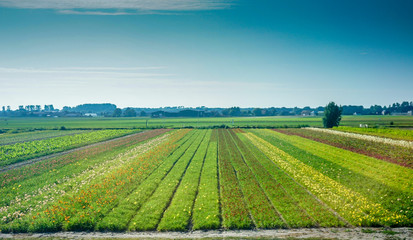 Netherlands, South Holland, a large green field with trees in the background © SkandaRamana