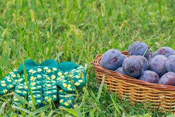 Just picked plums in wicker baskets on grass