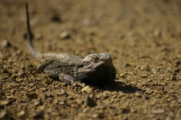 Wild Bearded Dragon lizard sunning on a dirt road in rural New South Wales, Australia