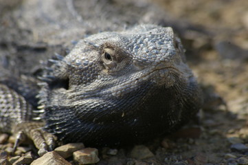 Wild Bearded Dragon lizard sunning on a dirt road in rural New South Wales, Australia