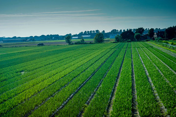 Fototapeta na wymiar Netherlands, South Holland, lush green field