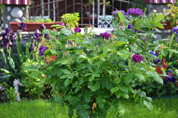 flower, garden, flowers, nature, plant, pink, lilac, green, flowering, flowering, flora, floral, summer, beautiful, gardening, spring, color, plants, colorful, flowerbed