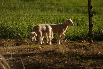 Naklejka na ściany i meble cute young lambs with their mother feeding on green grass fields on a farm in Rural New South Wales, Australia