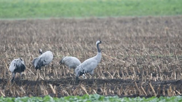 Common Cranes or Eurasian Cranes (Grus Grus) birds feeding in corn fields