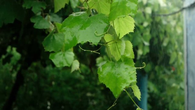 Green leaves on branch biten by drops of heavy rain slomo